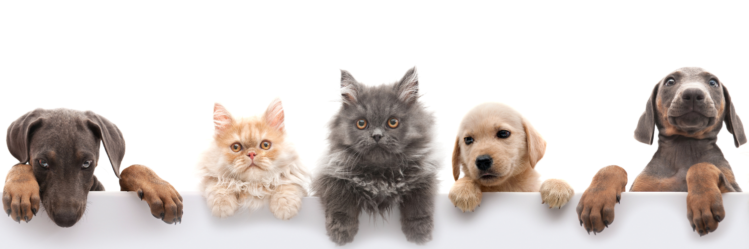 Nakarm Zwierzaka z Deor