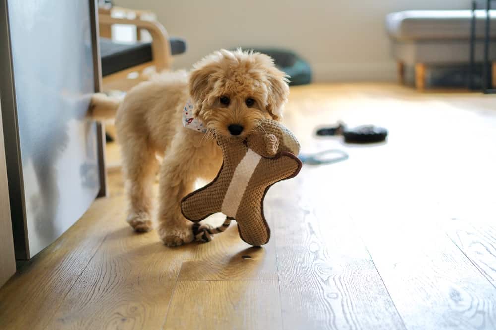 Zabawy z psem w domu - 3 pomysły jak się dobrze bawić!