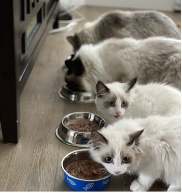 Jaką karmę wybrać dla kota? - Ranking najlepszych karm.