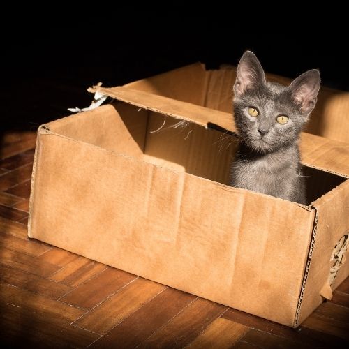 Kuweta dla kota - sprawdź, co musisz wiedzieć!