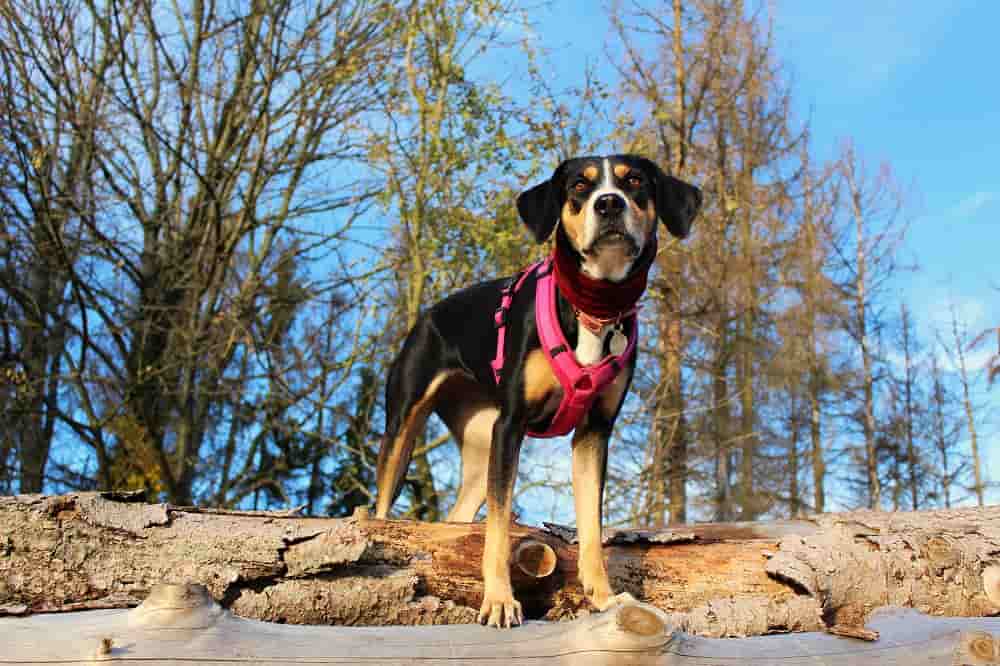 Jakie szelki dla psa? 5 najczęstszych rodzajów szelek