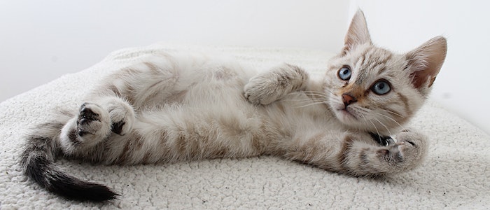 Czym jest koci katar?