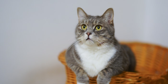 Zapalenie pęcherza u kota