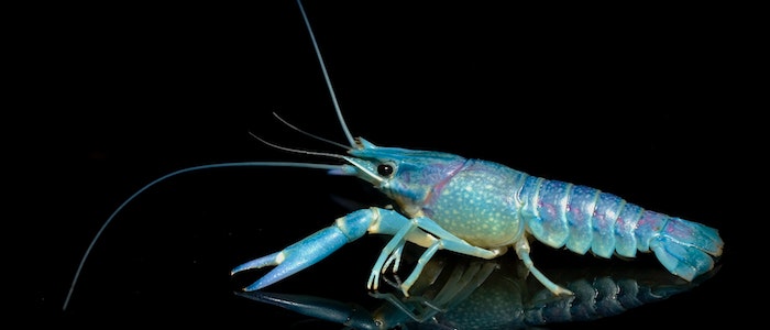 Krewetki w akwarium- to możliwe!