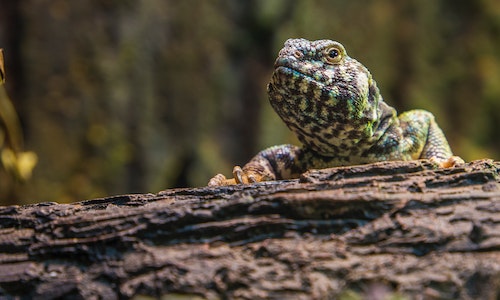 Ciekawostki o gadach