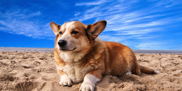 Top 5 mitów o psach