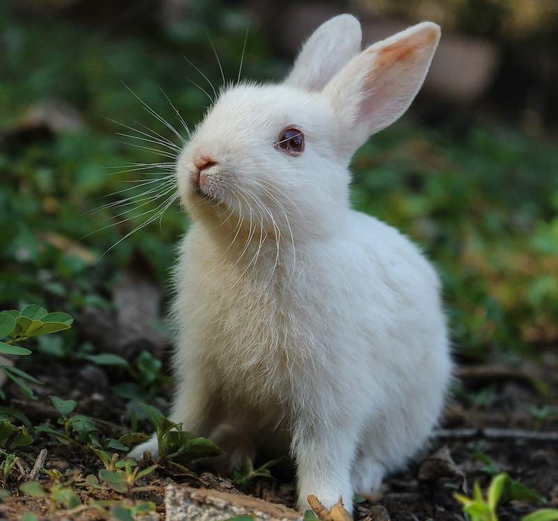 Pierwsze dni z królikiem w domu