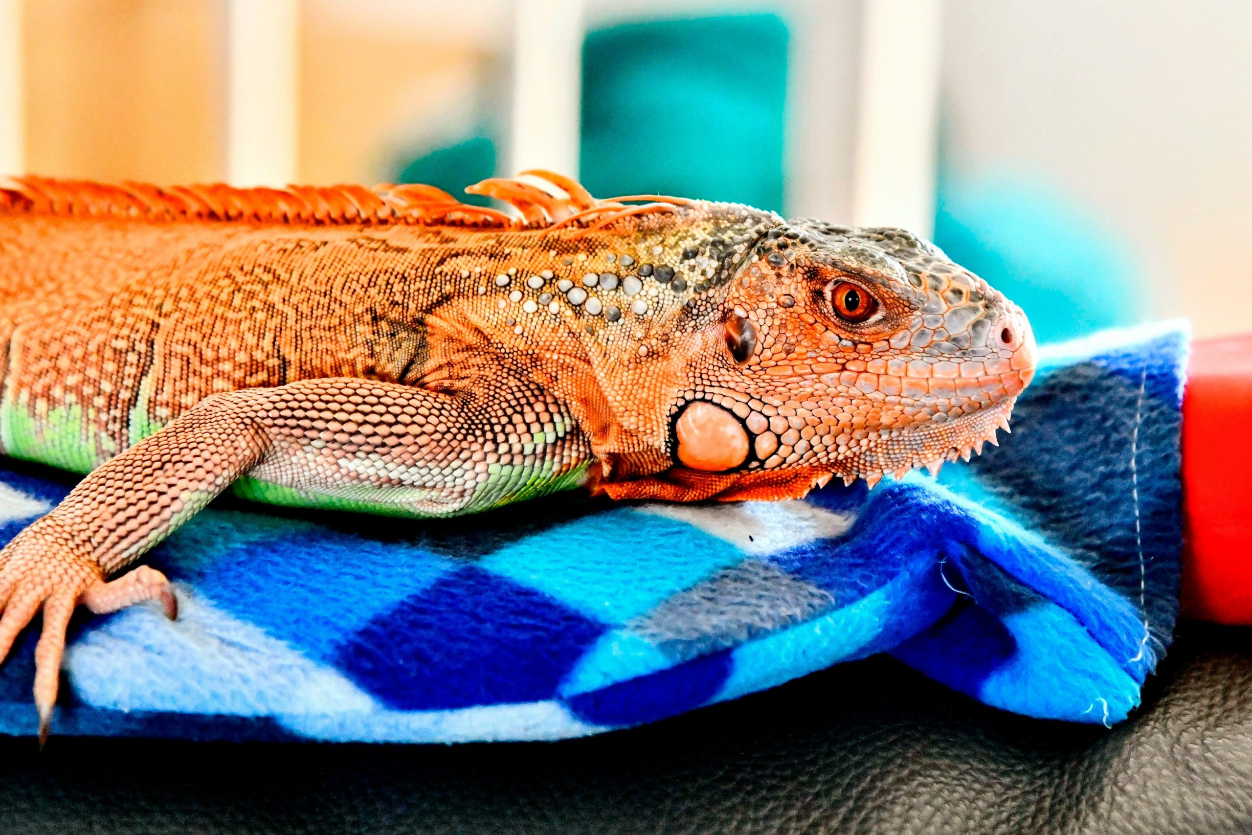 Jak powinna wyglądać opieka nad gadami domowymi?