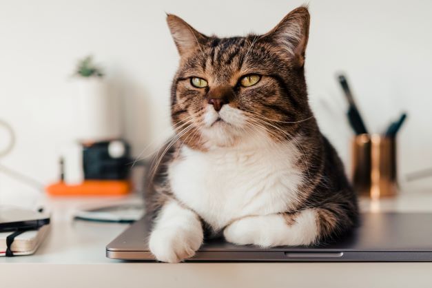 Dlaczego koty zrzucają rzeczy ze stołu? Czy robią to na złość?