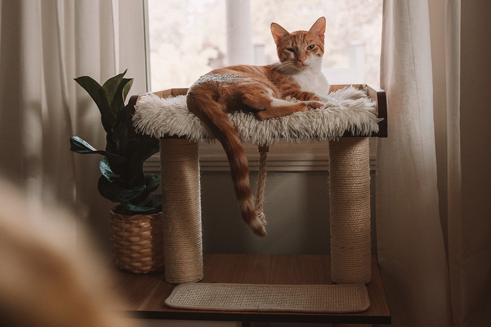 Drapak dla kota - co to jest i czemu służy?