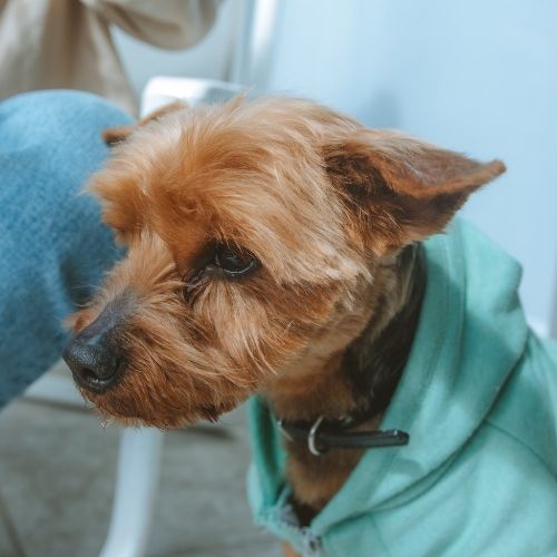 Szczepienie psa - wszystko co musisz wiedzieć!