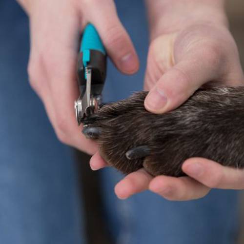 Duże cążki do pazurów Trixie De Luxe 1 szt.