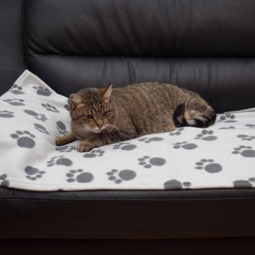 Polarowy kocyk dla psa i kota Pawty Dł. x szer.: 150 x 100 cm