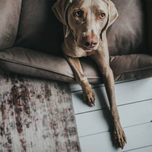 Hunter sofa dla psa Bologna, kamienno-szara Dł. x szer. x wys.: 90 x 70 x 20 cm