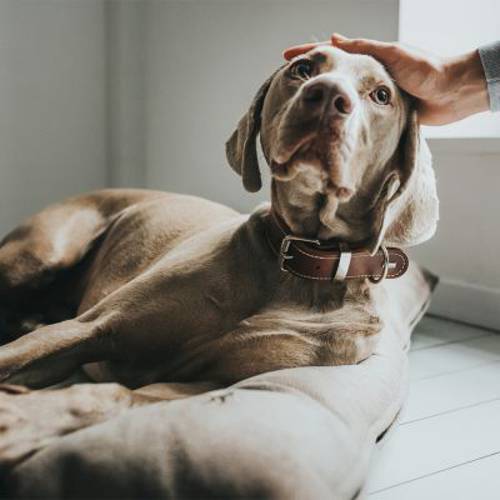 HUNTER legowisko dla psa Bologna, szare Dł. x szer. x wys.: 100 x 70 x 12 cm