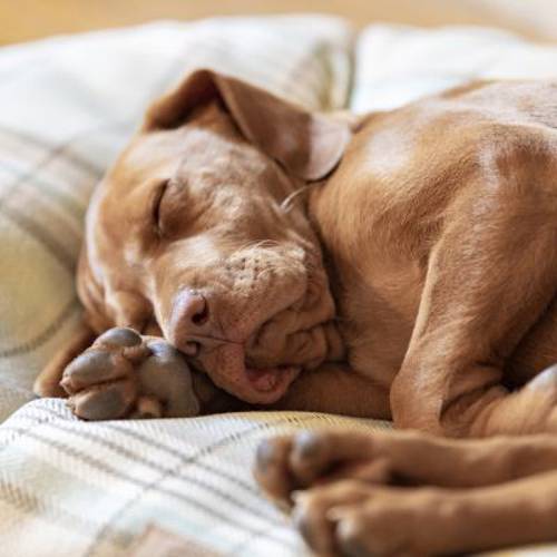 Ferplast, poduszka Scott, zielona Dł. x szer. x wys.: 85 x 55 x 12 cm