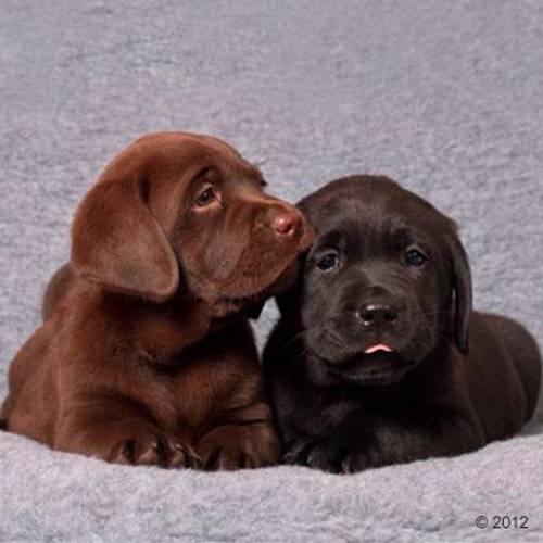 Vetbed® Original koc dla psa, szary Dł. x szer.: 75 x 50 cm