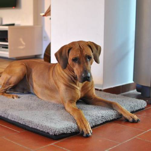 Pawz & Pepper materac dla psa  Aurora Ortho Dł. x szer. x wys.: 80 x 55 x 5 cm