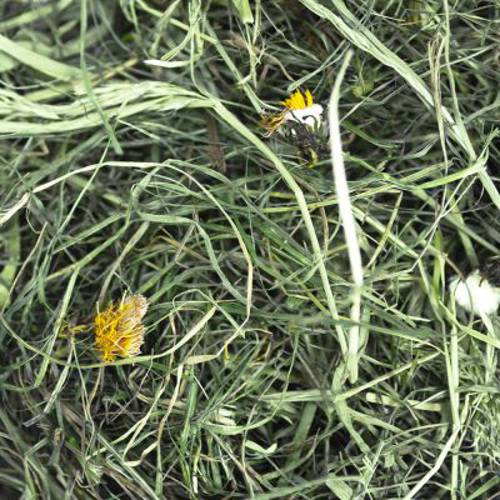 Chipsi Sunshine Bio Plus siano z górskich łąk Biomniszek lekarski, 600 g