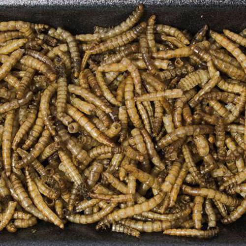 JR Farm mącznik młynarek, w puszce, dla gryzoni 70 g