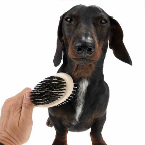 Szczotka dwustronna, owalna Dł. x szer.: 22 x 6 cm