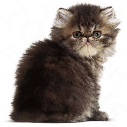 Royal Canin Persian Kitten 4 kg