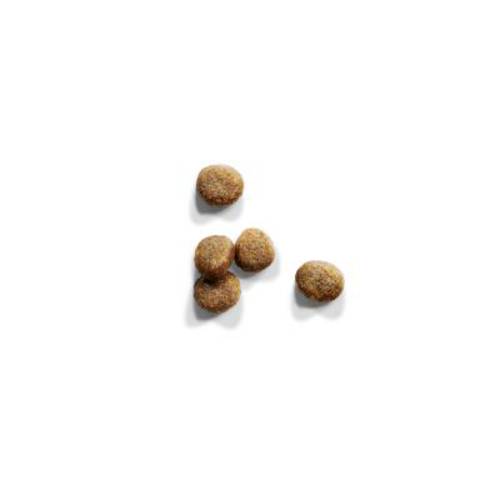 IAMS for Vitality Kitten ze świeżym kurczakiem 3 kg