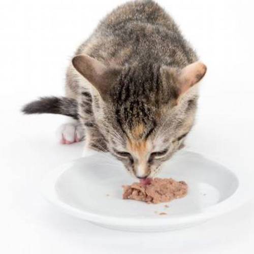 Mieszany pakiet próbny beaphar Dieta na nerki 6 x 100 g