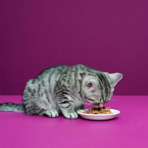 Whiskas Junior w saszetkach, 12 x 100 g Ryba w galarecie