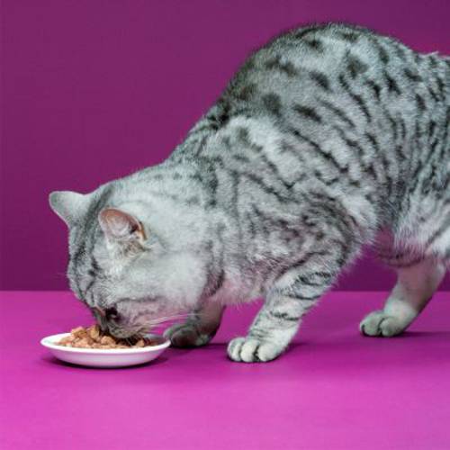 Whiskas Senior 7+ saszetki, 12 x 100 g Wybór dań mieszanych w sosie