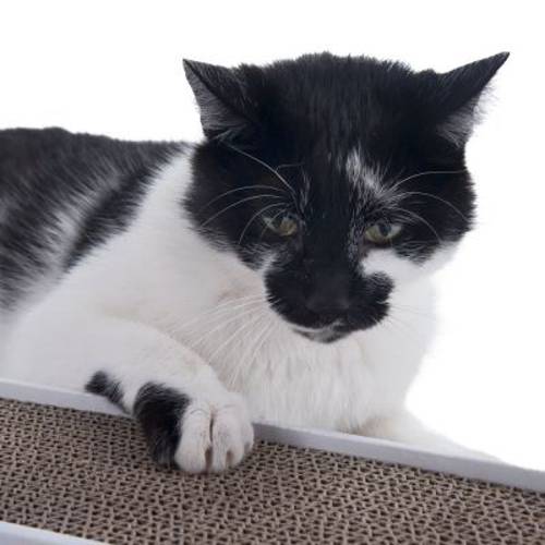 Multi-Scratch mata do drapania Dł. x szer. x wys.: 47 x 12 x 5 cm, motyle