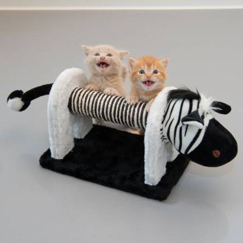 Shira Zabawka do drapania  1 szt.