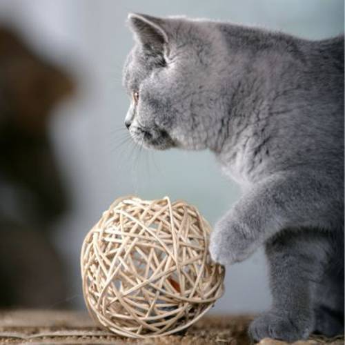 Karlie wiklinowa piłka z chipem dźwiękowym 1 szt.