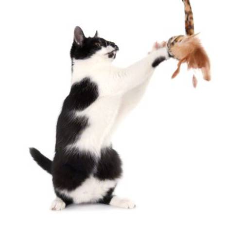 Leo wędka dla kota 1 szt.