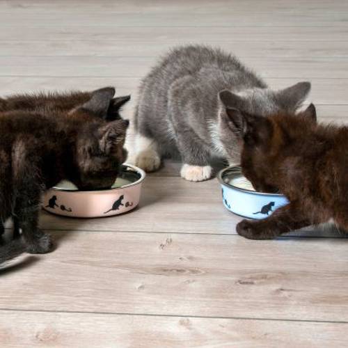 Karlie Ascar miska dla kota 160 ml, Ø 10 cm, różowa