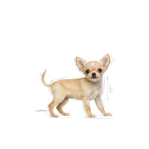 Royal Canin Breed Mini Chihuahua Junior 1,5kg