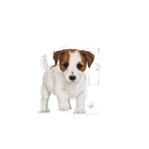 Royal Canin Mini Puppy 8kg