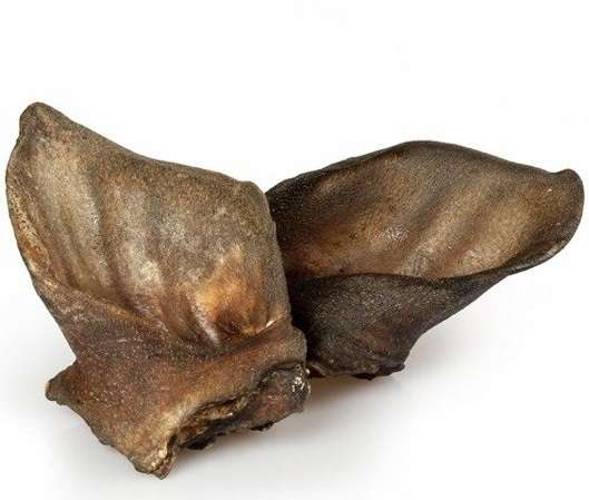 Maced ucho z dzika 2szt.