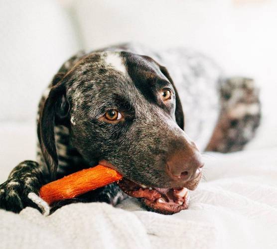 PETSTAGES Dogwood petite patyk xs