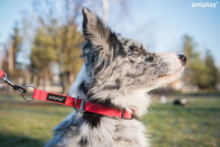 amiplay Obroża półzaciskowa Basic M Niebieski