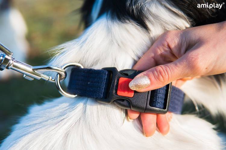 amiplay Obroża regulowana z blokadą Basic XL Czarny