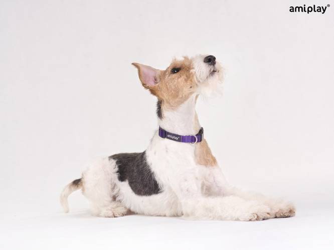 amiplay Obroża regulowana Basic XL Czarny