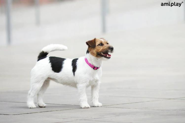 amiplay Obroża regulowana Reflective M Niebieski