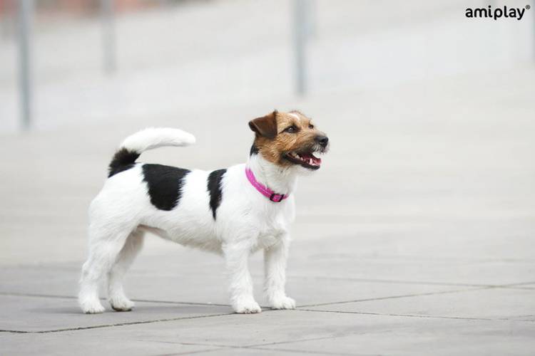 amiplay Obroża regulowana Reflective M Czarny