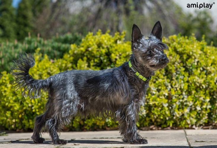 amiplay Obroża regulowana Twist S Czerwony