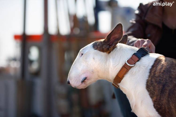 amiplay Obroża regulowana Cambridge L Biały