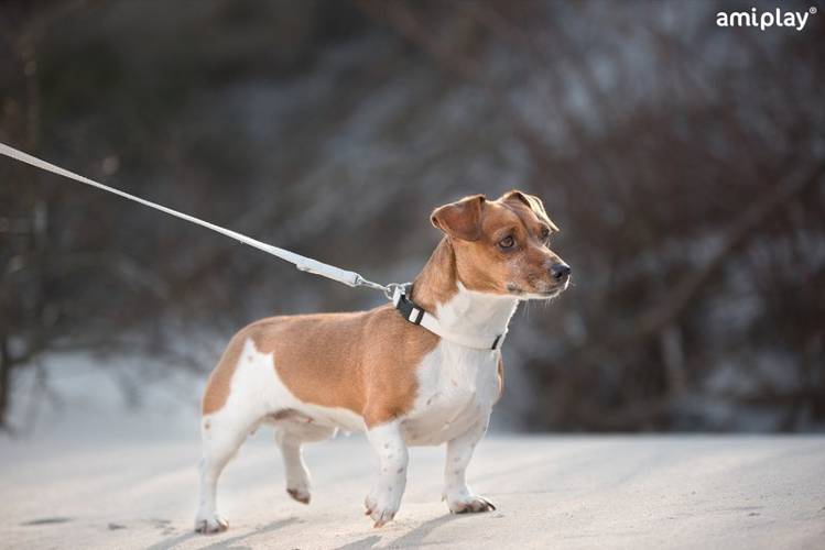 amiplay Obroża regulowana Lincoln M Brązowy