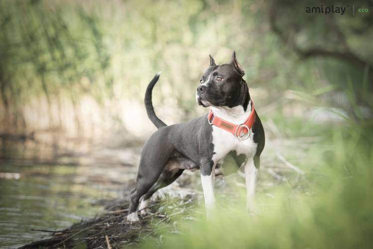 amiplay Obroża półzaciskowa Cotton XXL Pomarańczowy