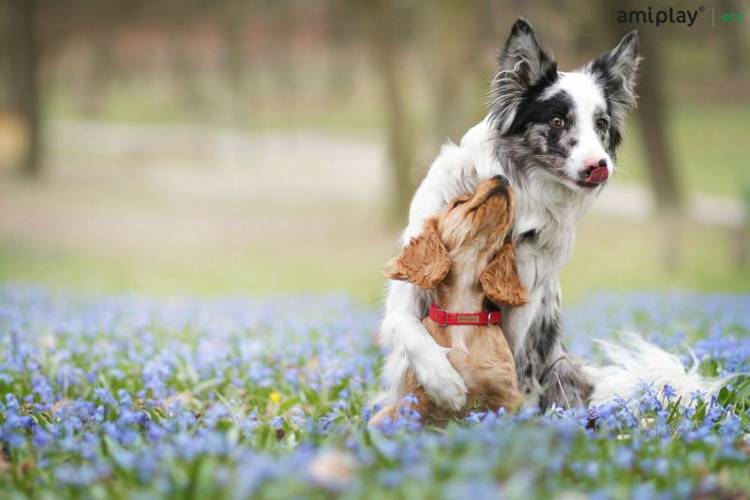 amiplay Obroża regulowana z blokadą Cotton L Khaki