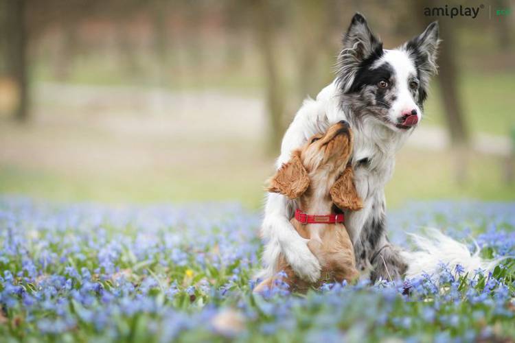 amiplay Obroża regulowana z blokadą Cotton S Czerwony
